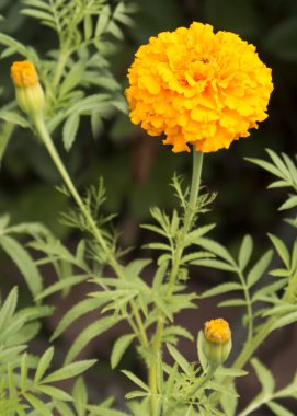 Tagetes olarak da bilinen kadife çiçekleri yakın görünüm
