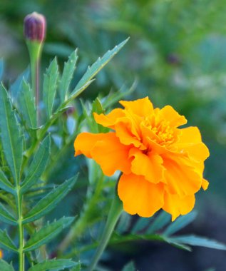 Tagetes olarak da bilinen kadife çiçekleri yakın görünüm