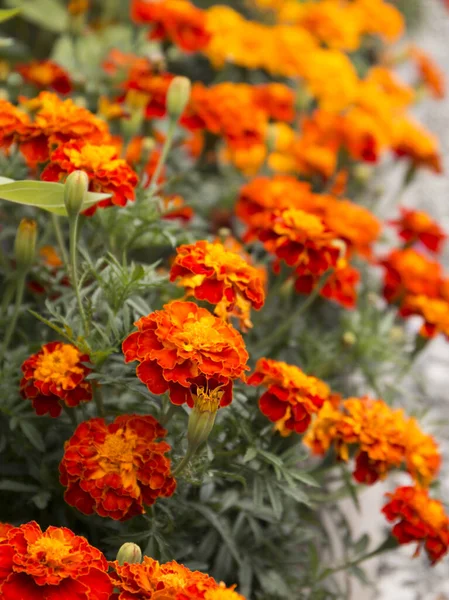 Tagetes olarak da bilinen kadife çiçekleri yakın görünüm