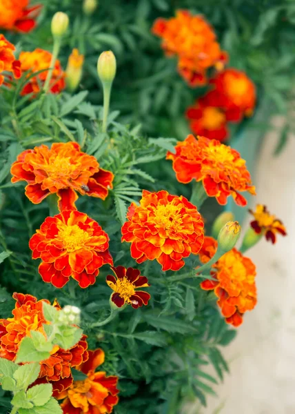 Tagetes olarak da bilinen kadife çiçekleri yakın görünüm