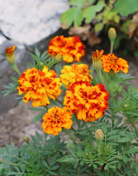 Flores Caléndula También Conocidas Como Tagetes Vista Cerca —  Fotos de Stock