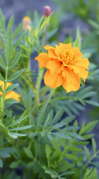 Marigold Flowers Also Known Tagetes Close View — Stock Photo, Image