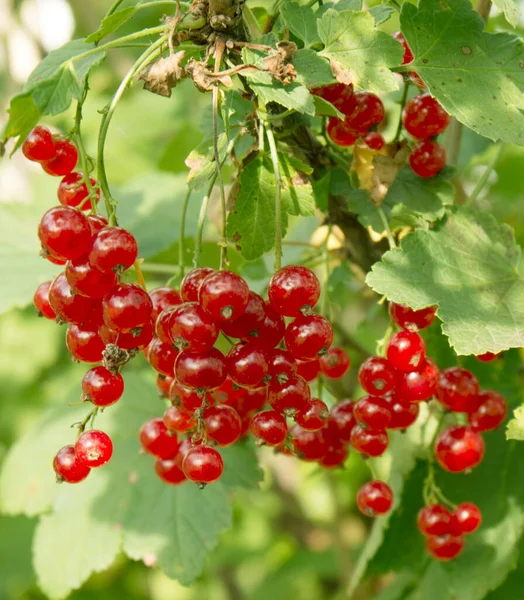 Ripe Red Currant Berries Bush Close View — Stock Photo, Image