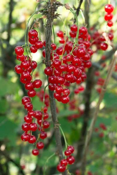 在灌木近景下 成熟的红醋栗浆果 — 图库照片