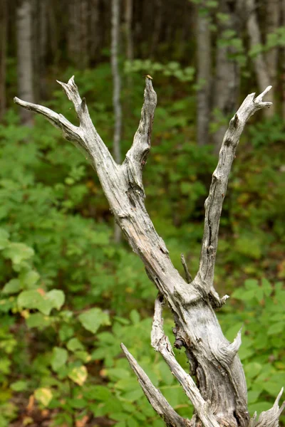 Enganche Árbol Muerto Caído Bosque —  Fotos de Stock