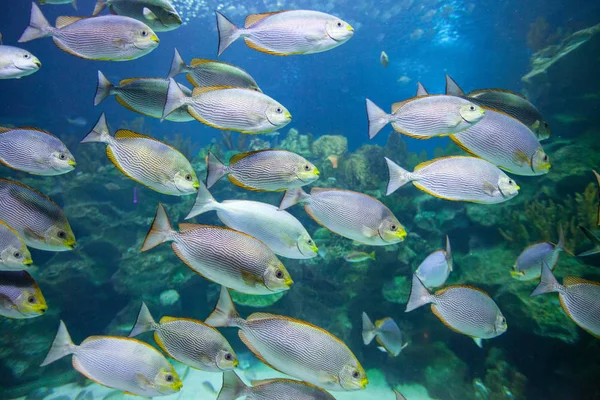 Schwarm Tropischer Fische Und Korallen Unter Wasser — Stockfoto