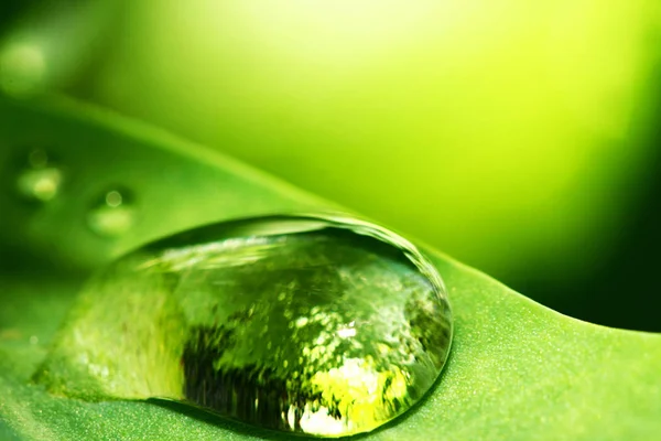 Vattendroppe Grönt Gräs — Stockfoto