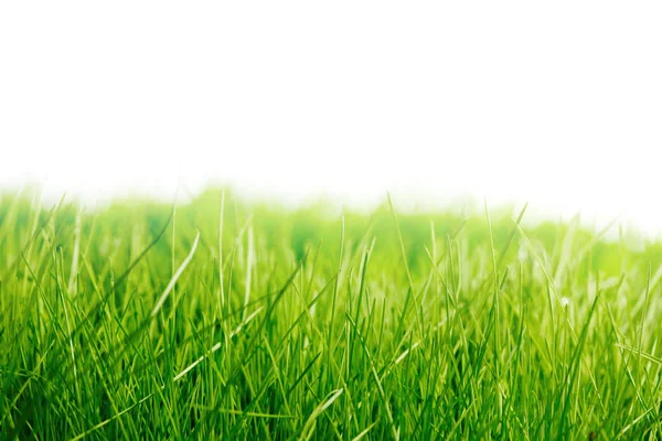 白いコピー スペースと新鮮な春の草で美しい自然な背景 — ストック写真