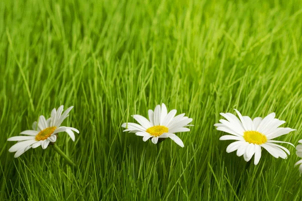 Vacker Dekorativ Kamomillblommor Färsk Våren Gräs — Stockfoto