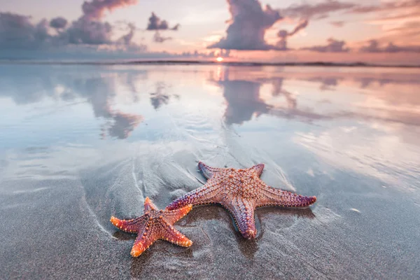 Zwei Seesterne Strand Und Schöner Sonnenuntergang Über Dem Meer — Stockfoto