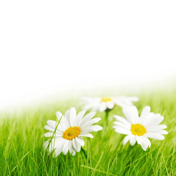 Witte Margriet Bloemen Groene Gras Geïsoleerd Witte Achtergrond — Stockfoto