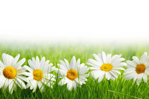 Fleurs Marguerite Blanche Dans Herbe Verte Isolée Sur Fond Blanc — Photo