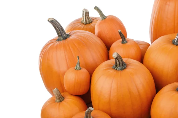 Veel Oranje Pompoenen Geïsoleerd Een Witte Achtergrond Halloween Concept — Stockfoto