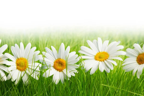 Flores Margarita Blanca Hierba Verde Aislada Sobre Fondo Blanco — Foto de Stock