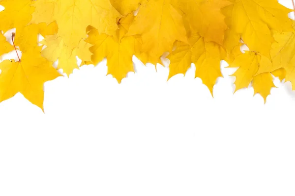 黄色枫叶框架与孤立的白色背景上的副本空间 — 图库照片