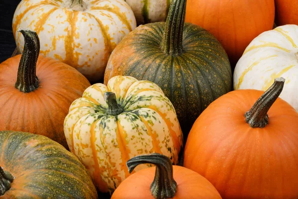 Veel Verschillende Achtergrond Van Pompoenen Halloween Concept — Stockfoto