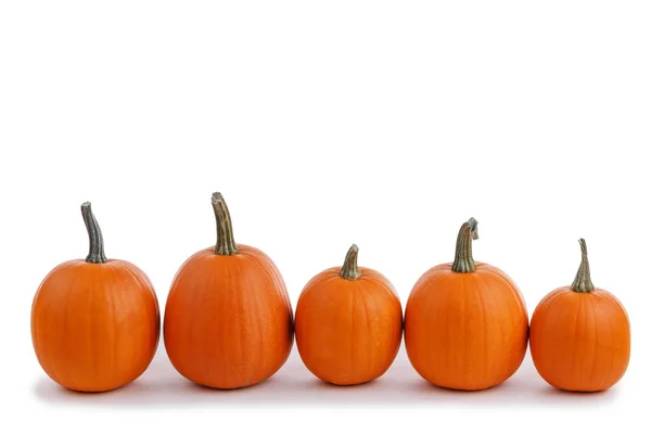 Fem Perfekta Orange Pumpor Isolerad Vit Bakgrund Halloween Koncept — Stockfoto