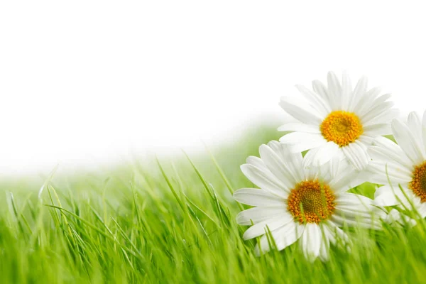 Yeşil Çim Izole Beyaz Arka Plan Üzerinde Beyaz Papatya Çiçekler — Stok fotoğraf