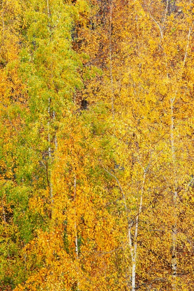 Park Renkli Sonbahar Ağaçlarda Üstten Görünüm — Stok fotoğraf