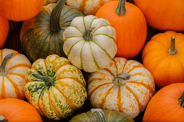 Muchos Varios Calabazas Fondo Halloween Concepto Del Día Acción Gracias —  Fotos de Stock