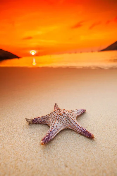 Rozgwiazda Plaży Koncepcję Zachód Słońca Tropikalnych Wakacji — Zdjęcie stockowe
