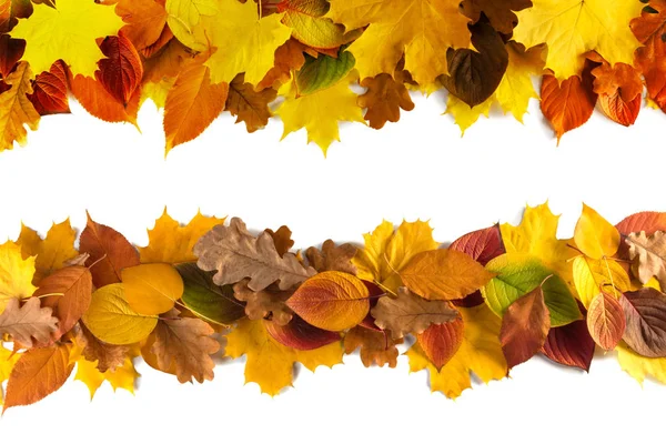 Automne Feuilles Bordure Cadre Isolé Sur Fond Blanc — Photo