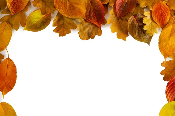 Beyaz Arka Plan Üzerinde Izole Kenarlık Çerçeve Sonbahar Yaprakları — Stok fotoğraf
