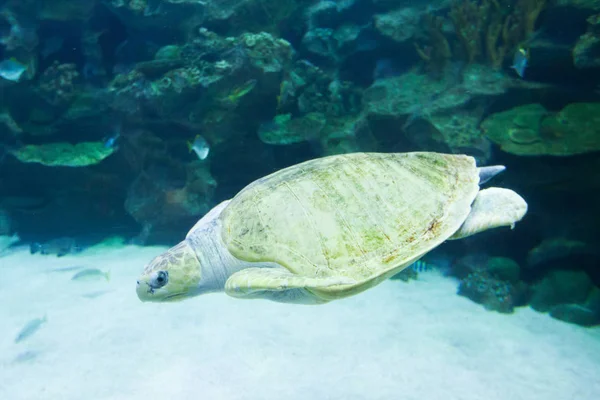 海龟在蓝色的海里游泳 海洋野生动物的水下照片 海龟海底特写 热带海洋的野生动物 海洋动物 濒危物种 — 图库照片