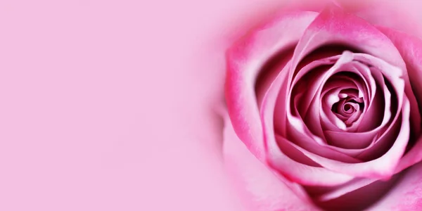 Närbild Färsk Rosa Ros Blomma Bakgrund Med Kopia Utrymme För — Stockfoto