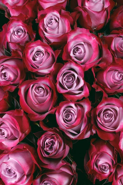 テキストのための多くの新鮮なピンクのバラの花の背景のクローズアップバレンタインデーギフト — ストック写真