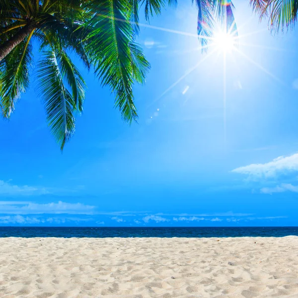 Palm Tropical Beach Sea Blue Sky Sun Background Copy Space — стоковое фото