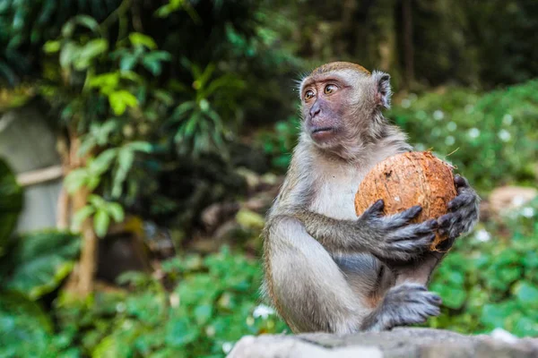 Monkey eating a coconut — Stock Photo, Image
