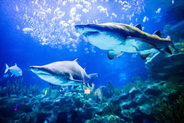 Dos tiburones bajo el agua vista — Foto de Stock