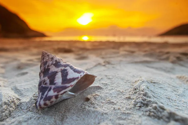 Tropikalna plaża z muszelka — Zdjęcie stockowe