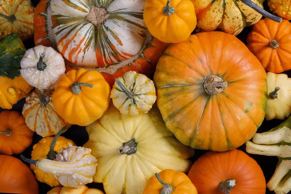 Muchas calabazas fondo — Foto de Stock