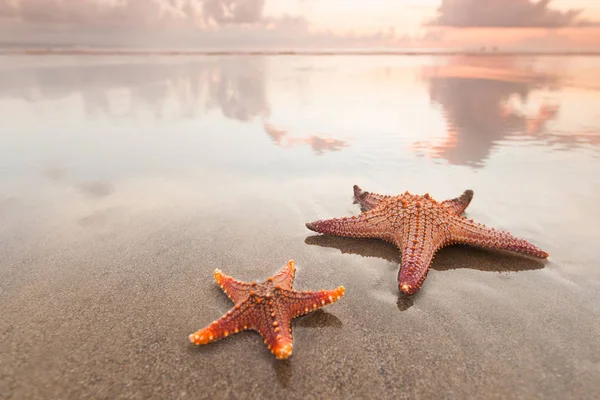 Duas estrelas do mar na praia ao pôr do sol — Fotografia de Stock