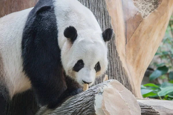 Panda bear portrait — Stock Photo, Image