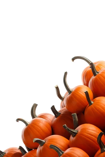 Veel oranje pompoenen — Stockfoto