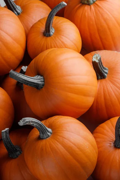 Många pumpor bakgrund — Stockfoto