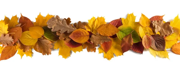 Feuilles d'automne rayures — Photo