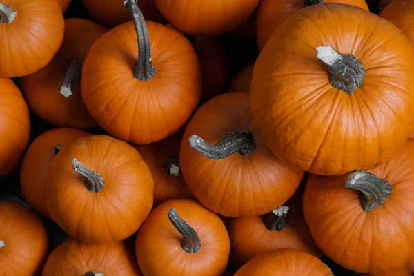 Många pumpor bakgrund — Stockfoto