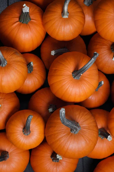 Birçok Pumpkins arka plan — Stok fotoğraf