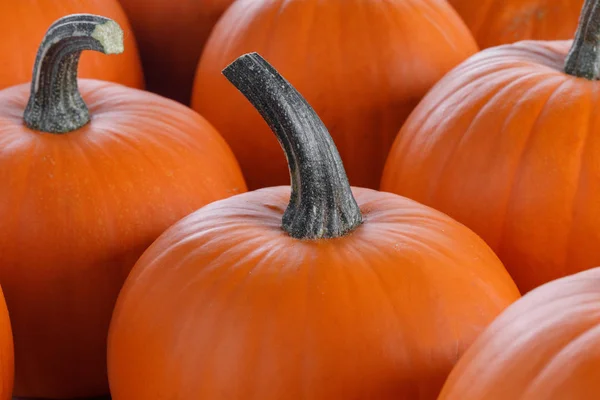 Vele pompoenen achtergrond — Stockfoto