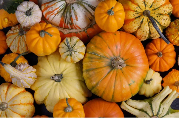 Surtido de calabazas de fondo —  Fotos de Stock