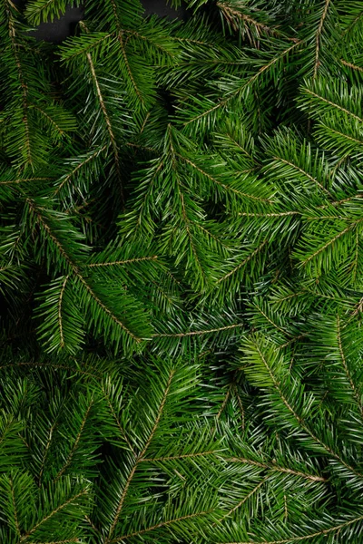 Achtergrond van groene fir takken — Stockfoto