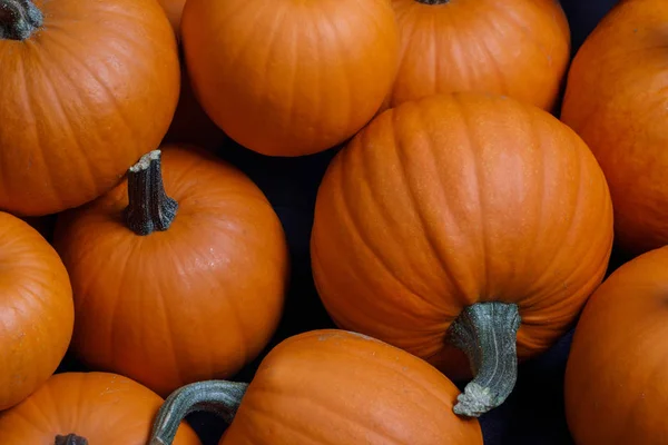 Många pumpor bakgrund — Stockfoto