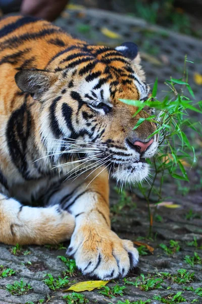 Sumatra Tiger Auf Dem Boden Liegend Und Schnüffelpflanze — Stockfoto