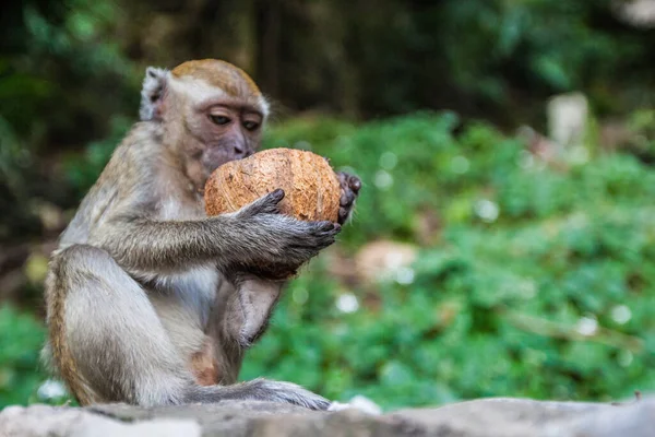 Monkey Eating Fresh Coconut Pleasure Animal Wildlife — Stock Photo, Image