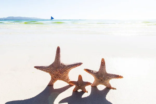 Close Shot Three Starfish Sandy Beach Family Holiday Concept — Stock fotografie