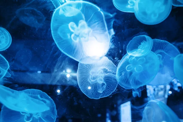 Closeup Beautiful Moon Jellyfish Aurelia Aurita Затонув Воді Оточений Багатьма — стокове фото